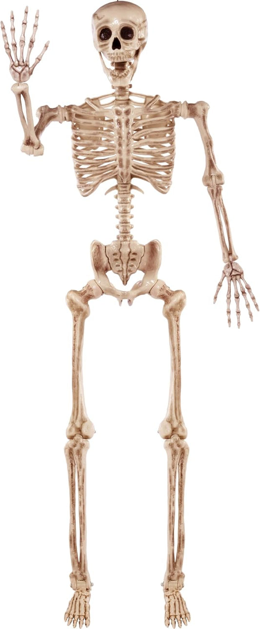 5.6 ft life-size full body skeleton dimensions (67 inches tall)