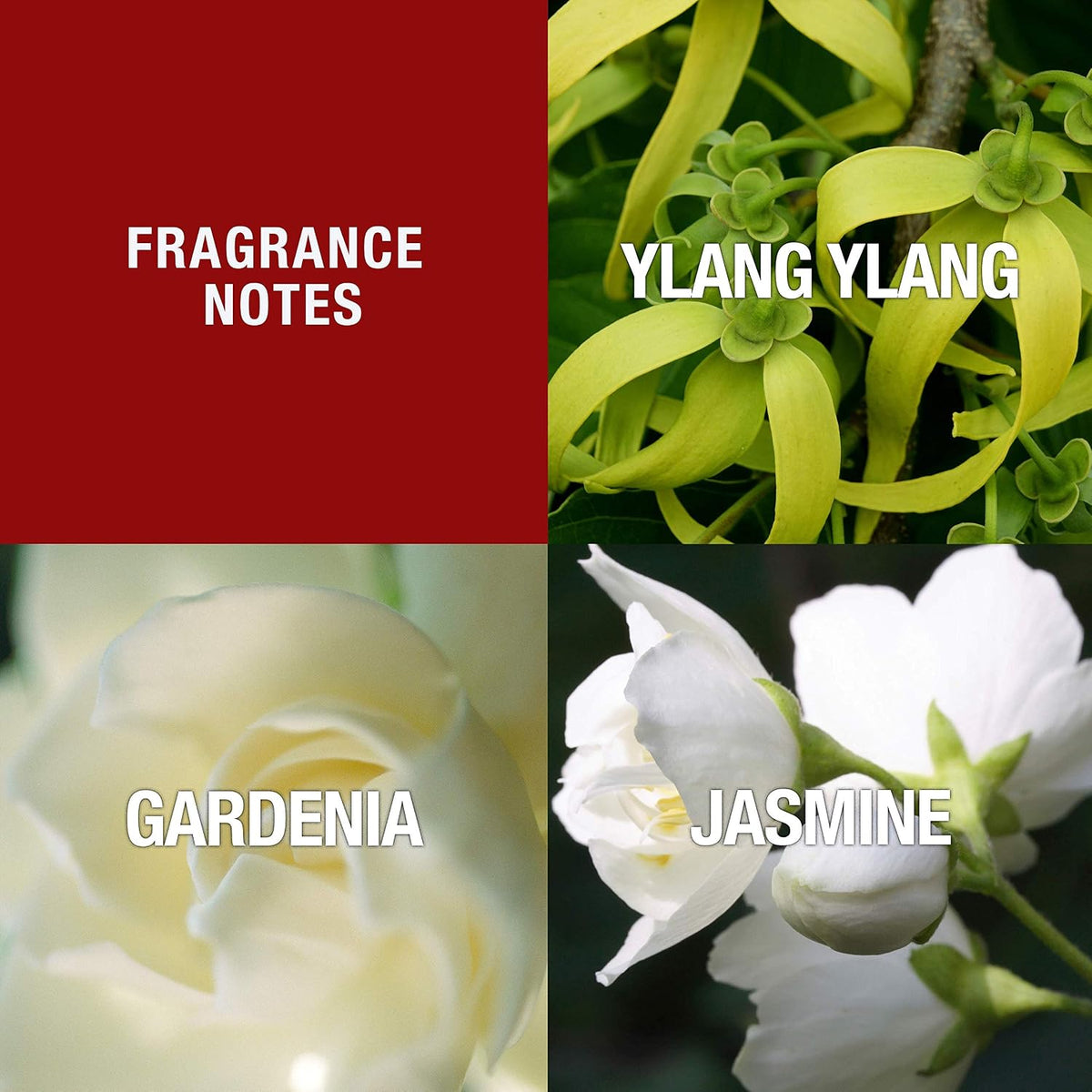 top notes of jasmine, ylang-ylang, and gardenia